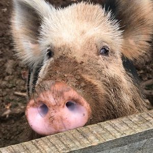 Meet your Posher, Kim